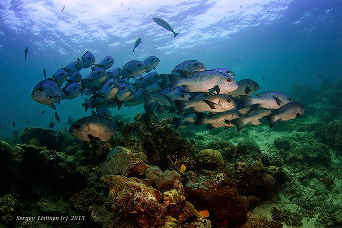 Island Sipadan. by Sergey Lisitsyn 