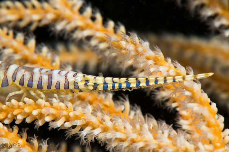 Saw blade (Tozeuma) shrimp. by Mehmet Salih Bilal 