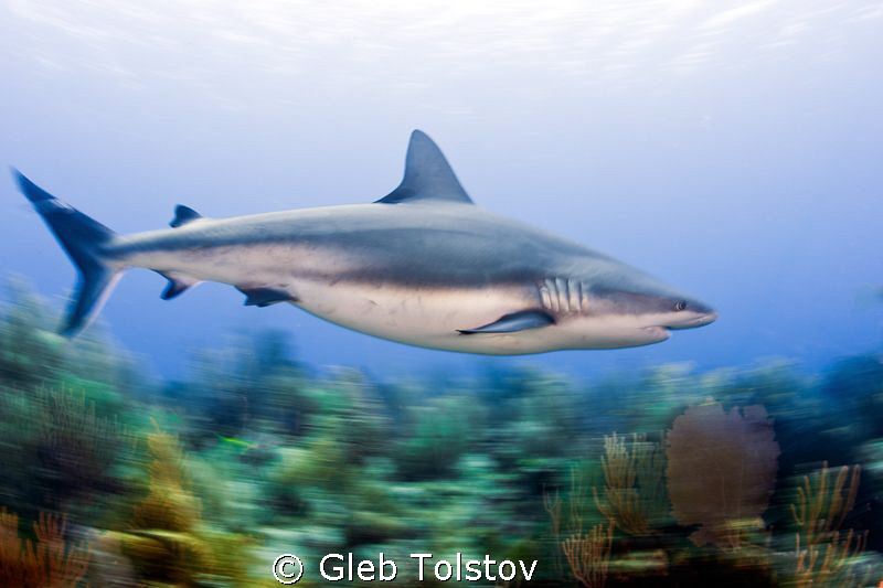 In motion by Gleb Tolstov 