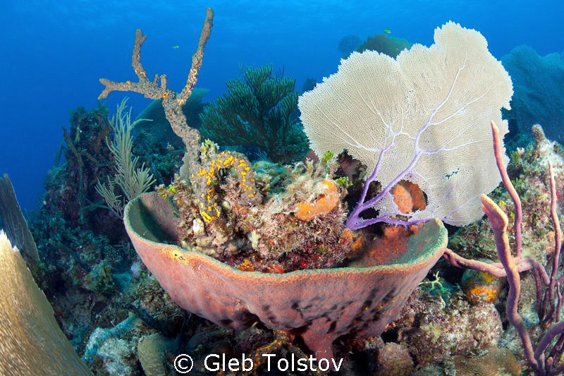The dish by Gleb Tolstov 