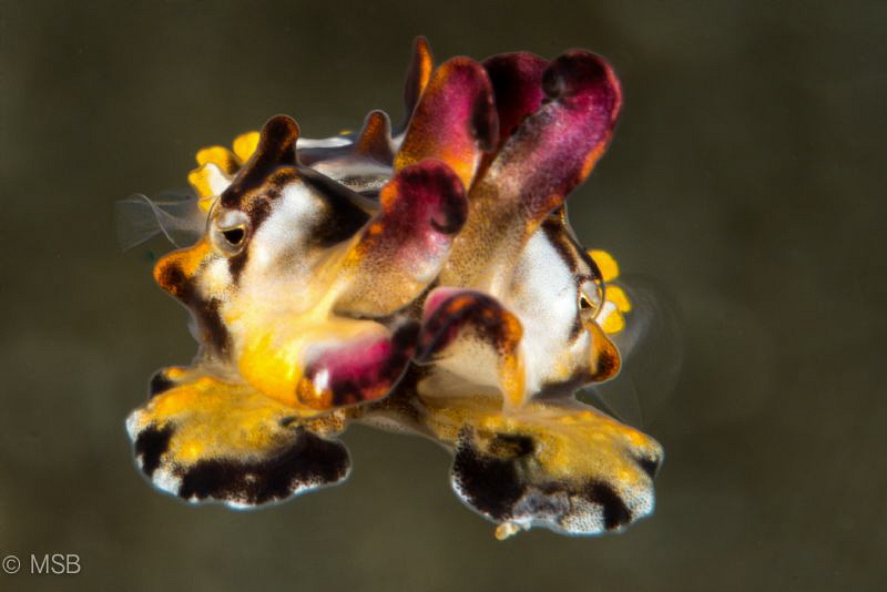 Flying Flamboyant. by Mehmet Salih Bilal 
