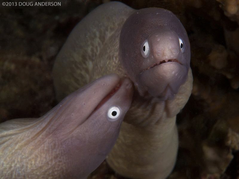 Muppet morays, Pulau Weh by Doug Anderson 