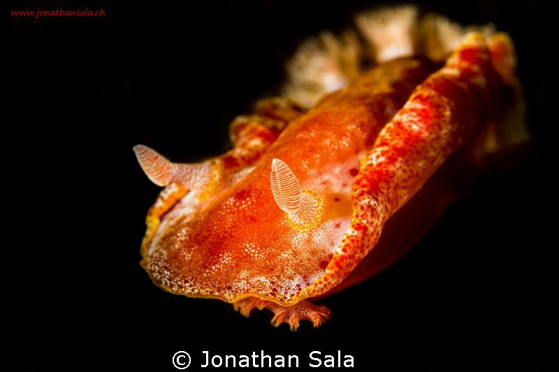 Spanish Dancer portrait by Jonathan Sala 