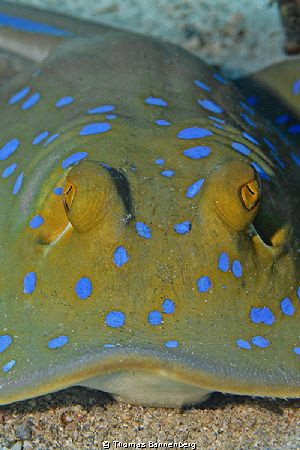 blue-spotted stingrays (taeniura lymma)

NIKON D7000 in... by Thomas Bannenberg 