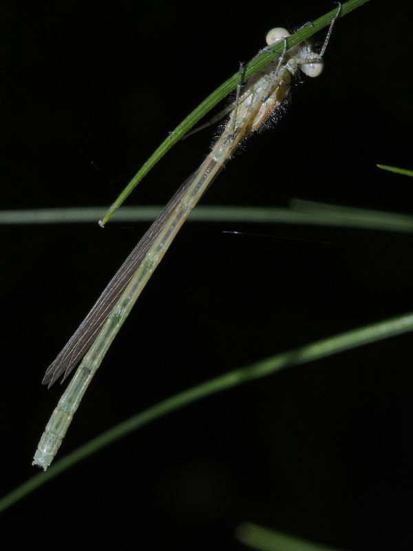 Damselfly (2 of 4):
Still preparing for life on wings. by Chris Krambeck 