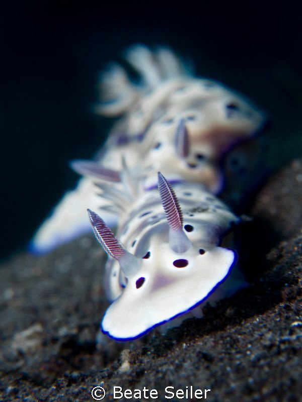 Chromodoris
 by Beate Seiler 