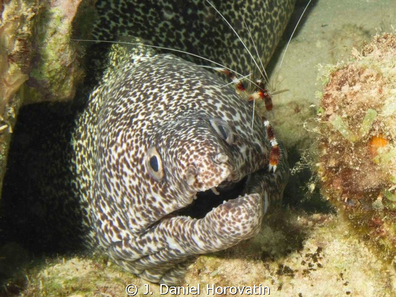 Banded shrimp cleaning spotted moray eel. by J. Daniel Horovatin 