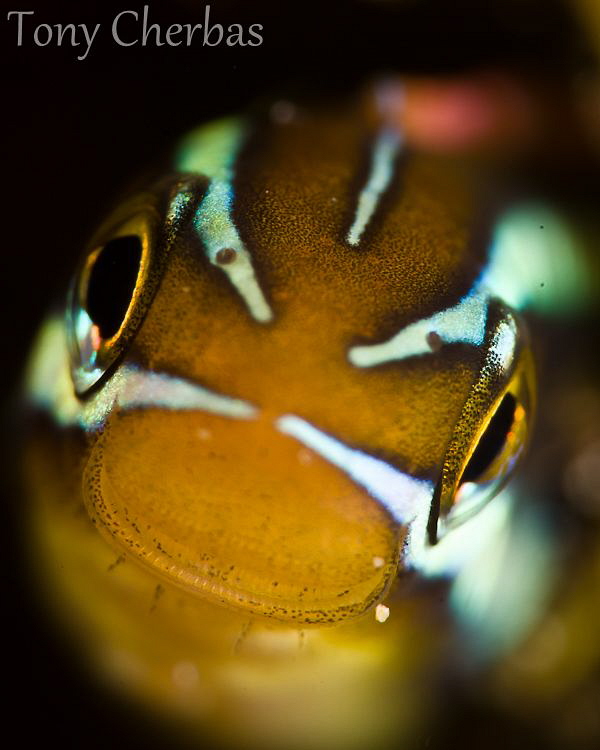 Fangtooth Blenny up close by Tony Cherbas 