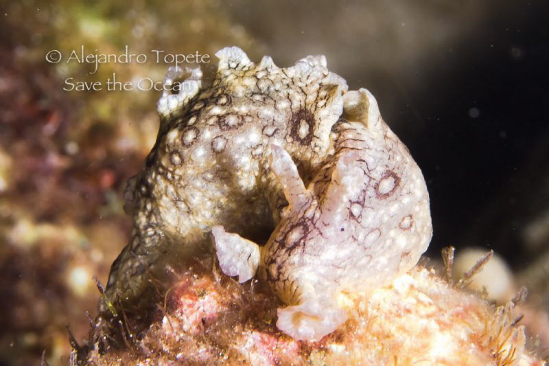 Liebre de Mar, Isla Lobos Mexico by Alejandro Topete 