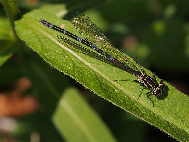 Damselfly (3 of 4):
Now ready to fly and ...
(Coenagriu... by Chris Krambeck 