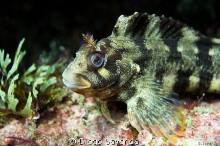 Olympus XZ-1, no flash, ISO-125 by Diogo Sayanda 