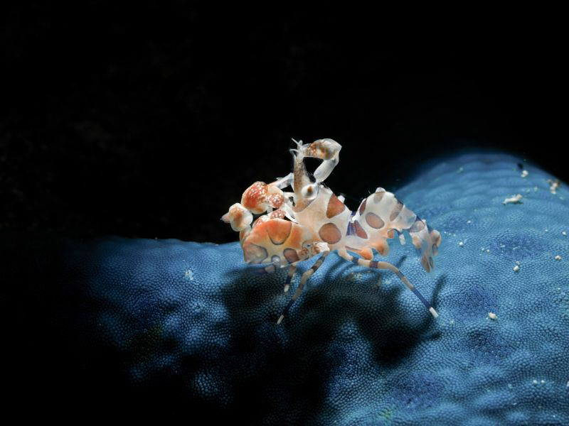 Baby arlequin (Hymenocera elegans) on blue sea star. (Sno... by Alex Varani 