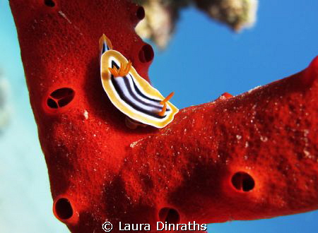 Pyjama chromodoris on red sponge by Laura Dinraths 