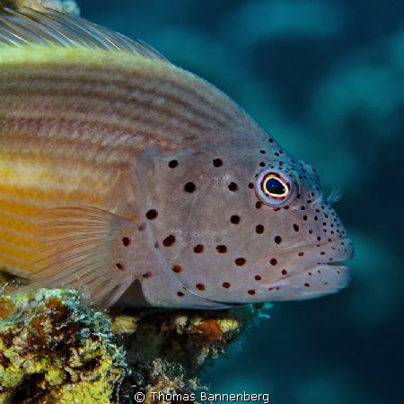 hawkfish (Paracirrhites forsteri)

NIKON D7000 in a Sea... by Thomas Bannenberg 