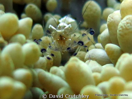 At home in the Anemone
 by David Crutchley 
