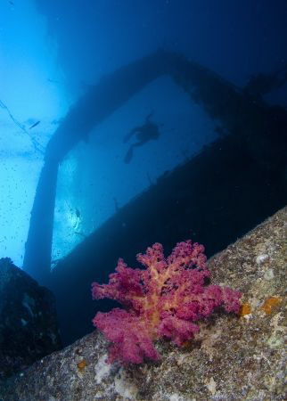 Coral growing on the wreck of The Giannis D in the Red Sea by Graham Watters 