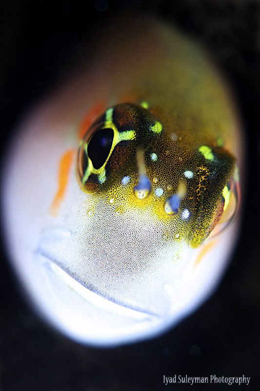 Blenny Portrait by Iyad Suleyman 