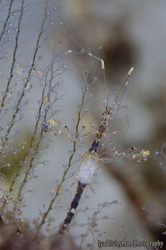 Pregnant skeleton Shrimp by Iyad Suleyman 
