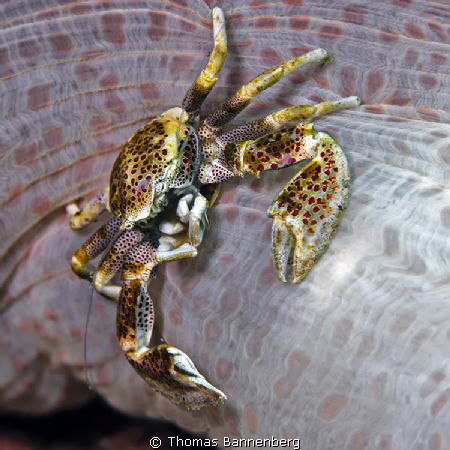 Porcelain crab

NIKON D7000 in a Seacam "Prelude" uw ho... by Thomas Bannenberg 