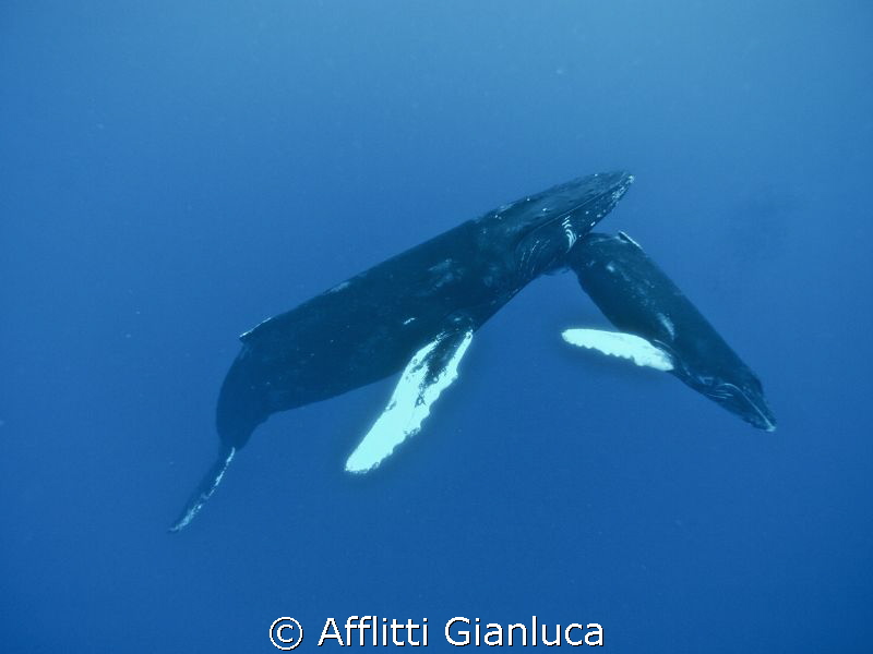 whales by Afflitti Gianluca 
