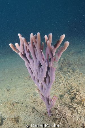 Violet finger sponge glowing in the murky waters of Mahur... by Daniel Poloha 