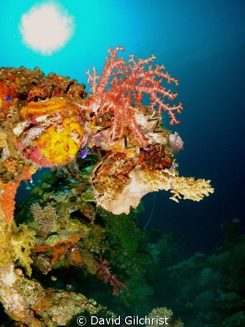 Beautiful marine growth on shipwreck in Truk Lagoon by David Gilchrist 
