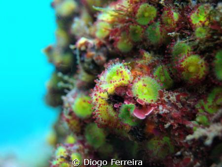 XZ-1, no flash by Diogo Ferreira 