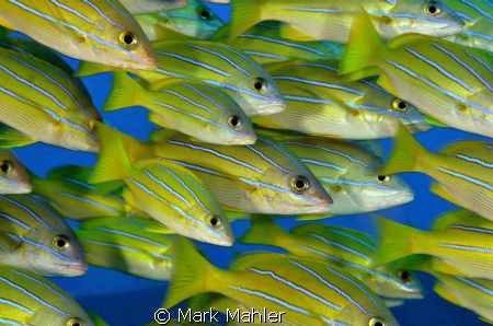 Hawaiian Blue Striper... by Mark Mahler 