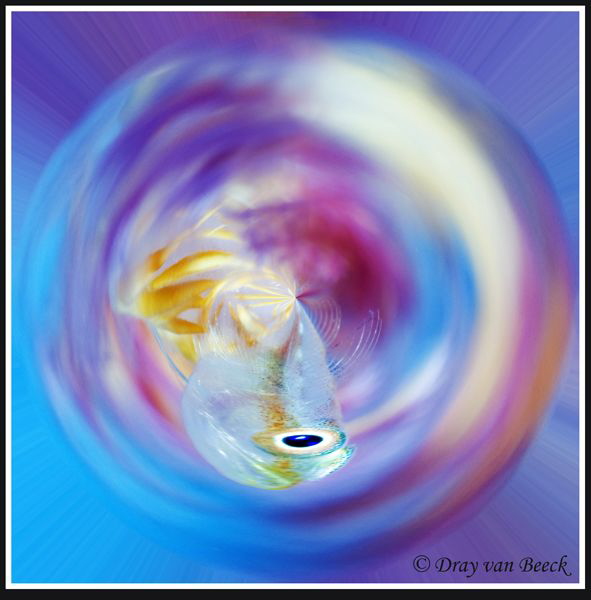 Jumping out by Dray Van Beeck 