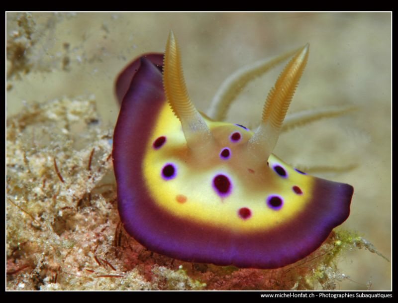 Face to face... :O)... by Michel Lonfat 