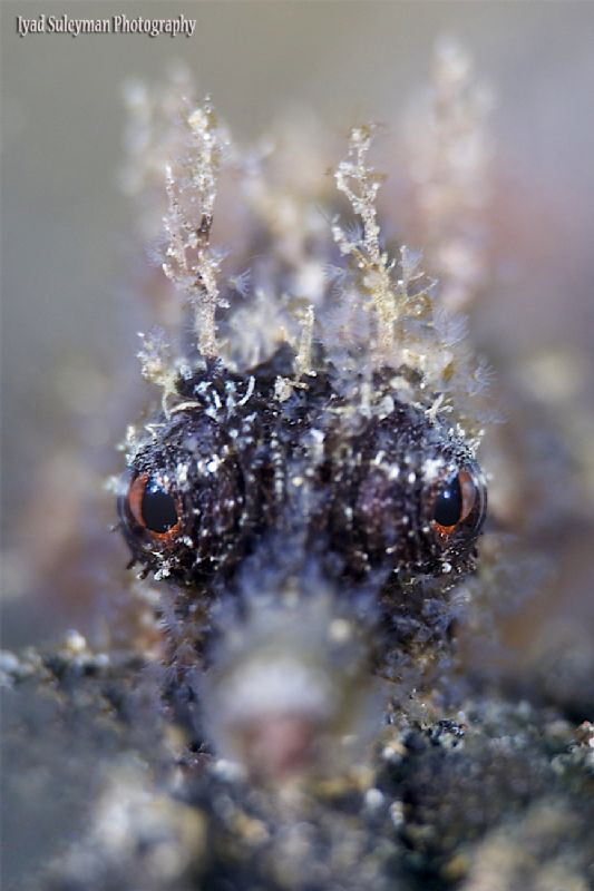 Look to my eyes!!!! by Iyad Suleyman 