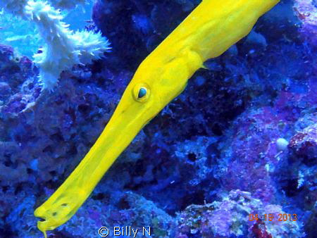 Yellooooow!!! by Billy N 