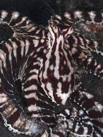 Mimic from Lembeh. Taken with Olympus E-20 in Titan housi... by Istvan Juhasz 