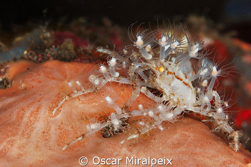 camouflage and protection by Oscar Miralpeix 