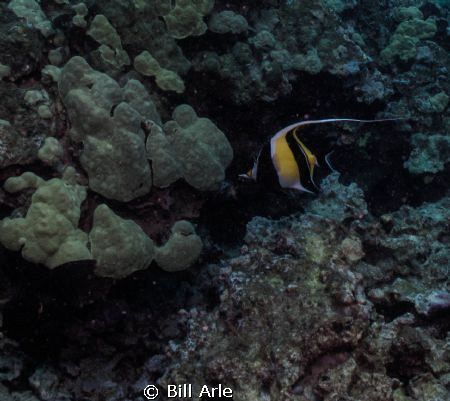 Moorish Idol.  Big Island, Hawaii. by Bill Arle 