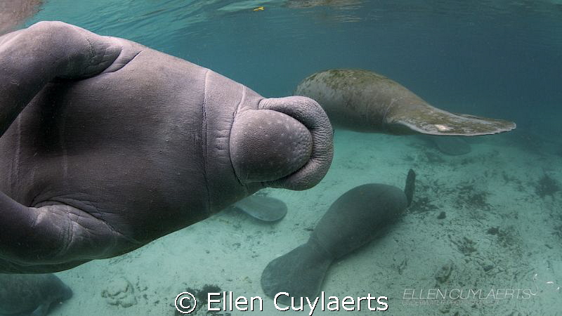 Manatee photobomb by Ellen Cuylaerts 