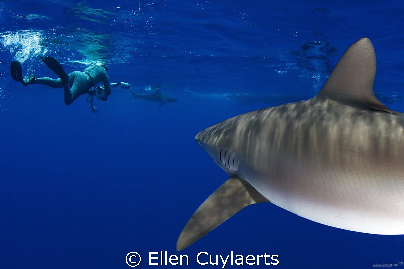 A shark's view by Ellen Cuylaerts 