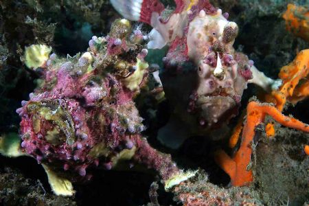 Psst, coming thru. Cannon 10D, Lembeh. Two painted frogfi... by John Akar 