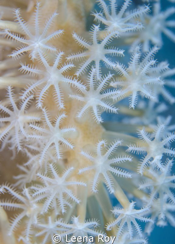 Soft coral by Leena Roy 