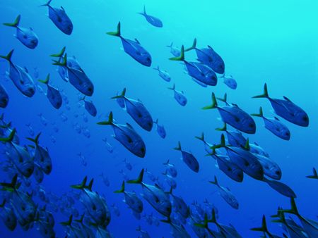 Schooling horse eye jacks, off the wall at The South Wate... by Martin Spragg 