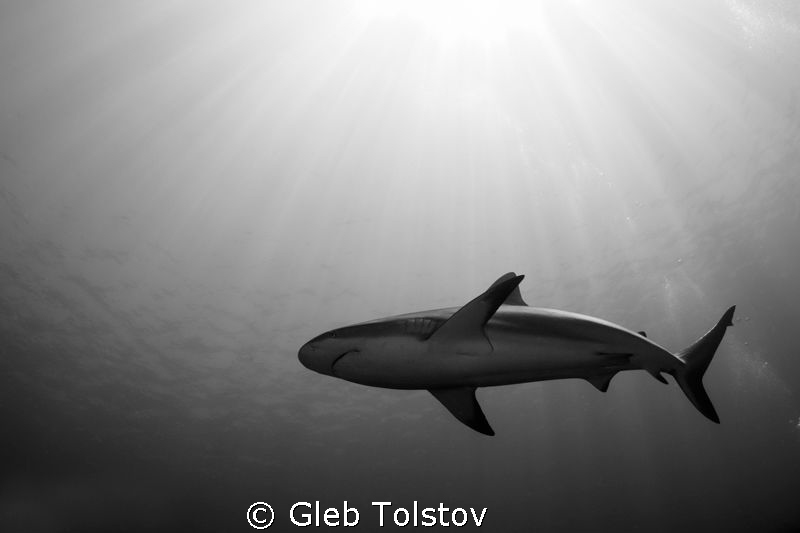 Sun rays by Gleb Tolstov 