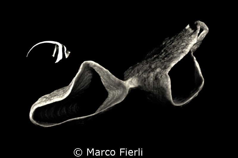 the Banner & the Sponge by Marco Fierli 