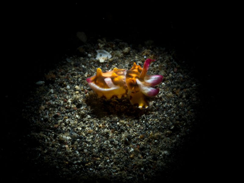 New born... (Metasepia pfefferi) by Alex Varani 