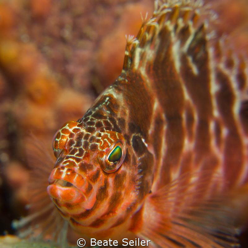 Hawkfish by Beate Seiler 