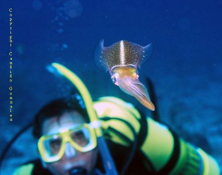 The Squid and its watcher. Taken at Santa Maria Cove,St.T... by Candido Gonzalez-alonso 