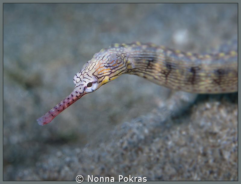 Sad look by Nonna Pokras 