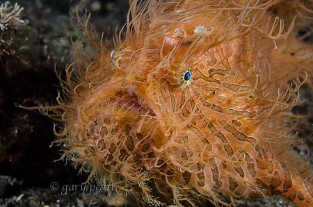 Impeccably Hairy by Gary Peart 
