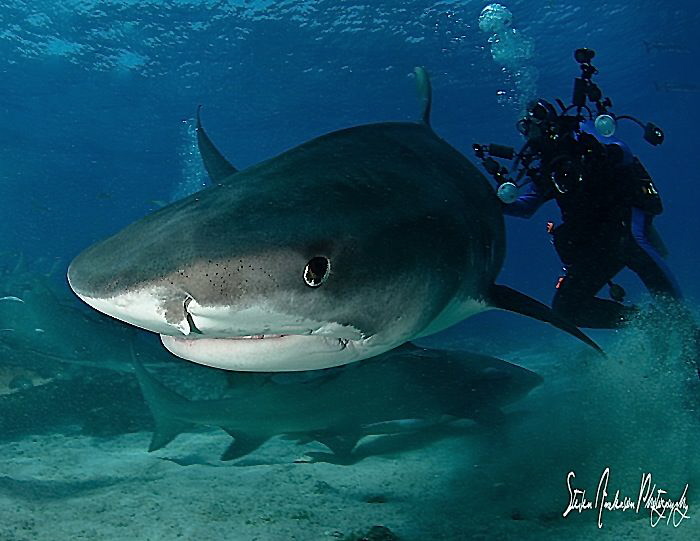 Close up for me!!!!! Tiger Beach and Emma!!!!! by Steven Anderson 