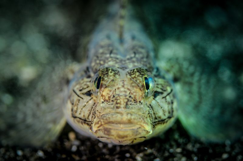 Goby by Marco Gargiulo 