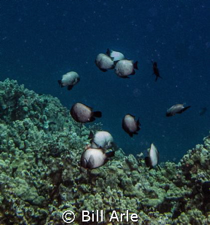 Big Island, Hawaii. by Bill Arle 